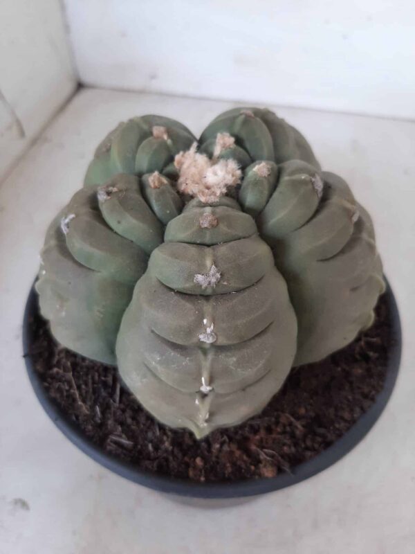 ASTROPHYTUM cv KIKKO Nº 387 – vaso 15 - Imagem 11