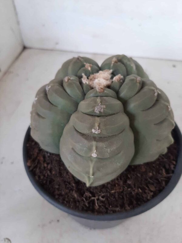 ASTROPHYTUM cv KIKKO Nº 387 – vaso 15 - Imagem 10