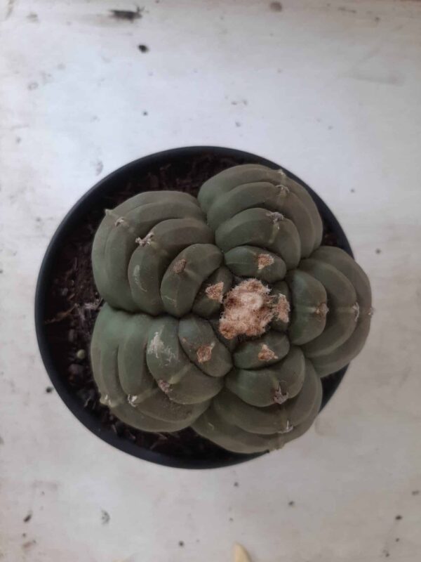 ASTROPHYTUM cv KIKKO Nº 387 – vaso 15 - Imagem 9