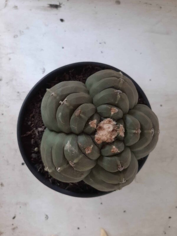 ASTROPHYTUM cv KIKKO Nº 387 – vaso 15 - Imagem 4