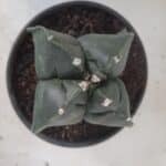 ASTROPHYTUM cv KIKKO "4 quinas" Nº 265 – vaso 11