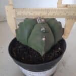 ASTROPHYTUM cv KIKKO "4 quinas" Nº 267 – vaso 11