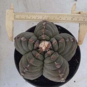 ASTROPHYTUM cv KIKKO Nº 400 – vaso 15