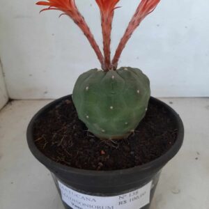 MATUCANA MADISONIORUM Nº 138 – vaso 15