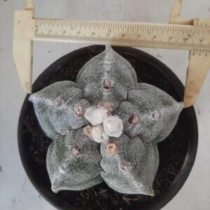 ASTROPHYTUM MYRIOSTIGMA  Nº 301 – vaso 15