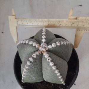ASTROPHYTUM MYRIOSTIGMA  Nº 373 – vaso 15
