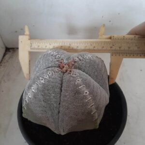 ASTROPHYTUM MYRIOSTIGMA "4 Quinas" Nº 360 – vaso 15