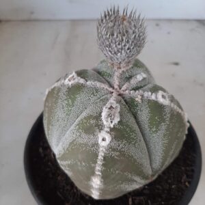 ASTROPHYTUM MYRIOSTIGMA "4 Quinas" Nº 372 – vaso 15