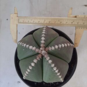 ASTROPHYTUM MYRIOSTIGMA "Nudum" Nº 288 – vaso 15