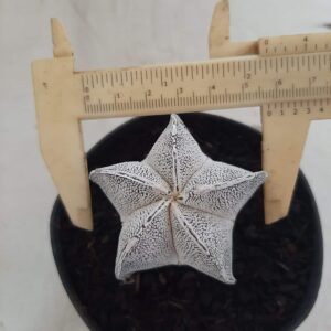 ASTROPHYTUM MYRIOSTIGMA Onzuka Nº 220 – vaso 11