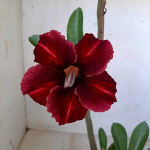 Planta Simples 1969 – 30cm – 01 ano