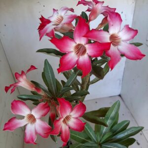 Planta Simples 1970 – 35cm – 02 anos
