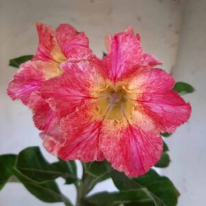 Planta Simples 1982 – 30cm – 01 ano