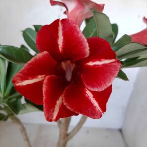 Planta Simples 1983 – 30cm – 01 ano