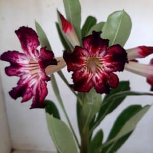 Planta Simples 1984 – 30cm – 09 meses