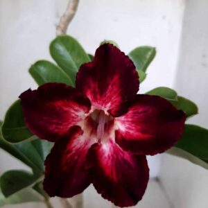 Planta Simples 1987 – 35cm – 02 anos