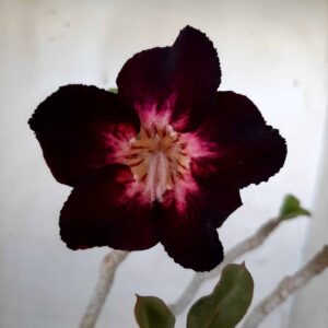 Planta Simples 1988 – 30cm – 01 ano