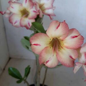 Planta Simples 1988 – 30cm – 01 ano