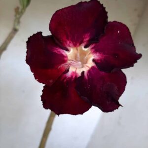 Planta Simples 1990 – 30cm – 02 anos