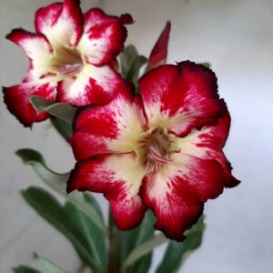 Planta Simples 1991 – 30cm – 01 ano