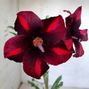 Planta Simples 1993 – 30cm – 09 meses
