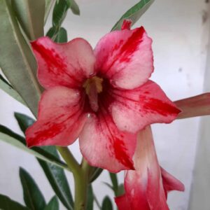 Planta Simples 1996 – 30cm – 09 meses