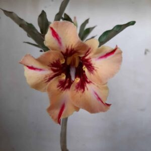 Planta Simples 1997 – 30cm – 01 ano