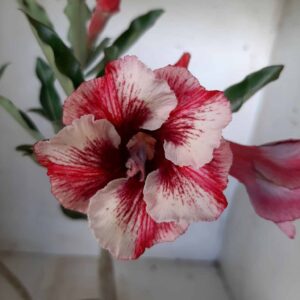 Planta Simples 1998 – 30cm – 01 ano