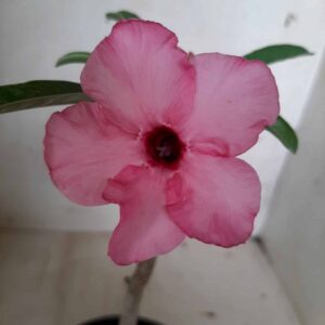 Planta Simples 2000 – 25cm – 01 ano