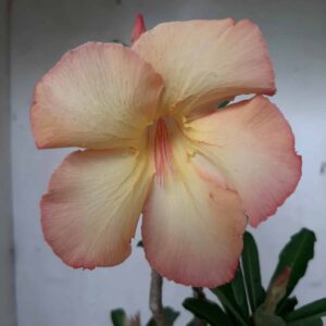 Planta Simples 2002 – 30cm – 01 ano