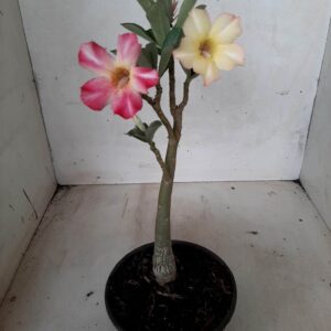 Planta Simples 2003 – 25cm – 09 meses