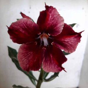 Planta Simples 2004 – 25cm – 09 meses