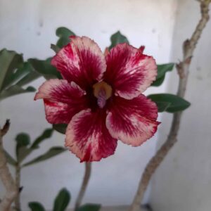 Planta Simples 2006 – 30cm – 01 ano