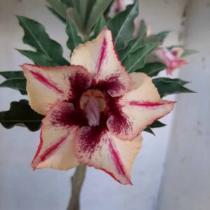 Planta Simples 2007 – 30cm – 01 ano