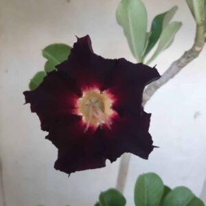 Planta Simples 2008 – 35cm – 02 anos