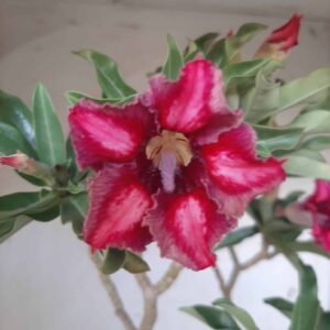 Planta Simples 2009 – 35cm – 02 anos