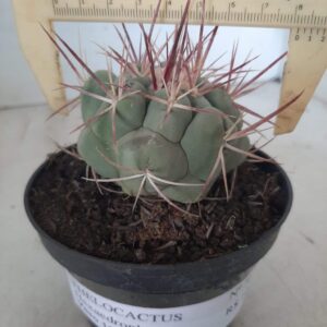 THELOCACTUS Hexaedrophorus Nº 36 – VASO 11