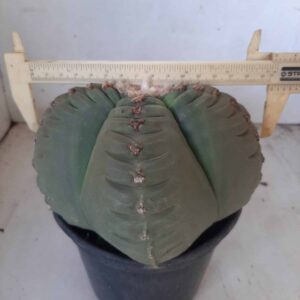 ASTROPHYTUM cv KIKKO - Karina Bonfim