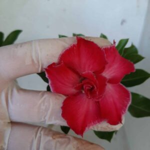 Planta Dobrada 1614 – 30cm – 02 anos