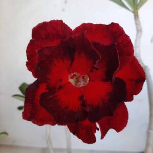 Planta Dobrada 1909 – 30cm – 02 anos