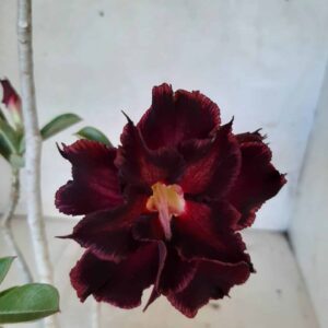 Planta Dobrada 1992 – 30cm – 01 ano