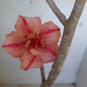 Planta Dobrada 1993 – 30cm – 01 ano