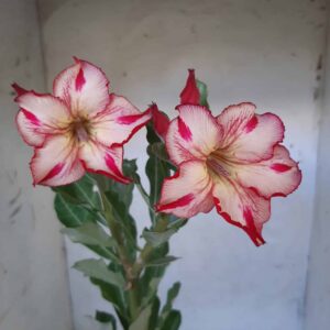 Planta Simples 1994 – 30cm – 09 meses