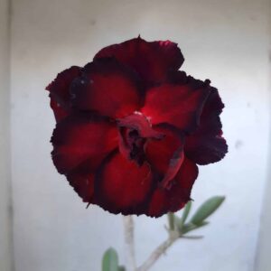 Planta Dobrada 1996 – 30cm – 01 ano