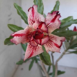 Planta Dobrada 1997 – 30cm – 02 anos