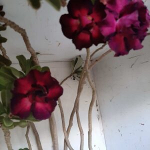 Planta Dobrada 1998 – 60cm – 04 anos