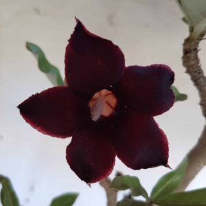 Planta Simples 2033 – 35cm – 02 anos