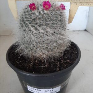 CACTOS  Nº 51 – vaso 15