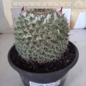 CACTOS  Nº 53 – vaso 15