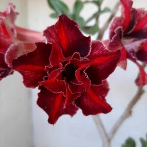 Planta Dobrada 1927 – 30cm – 02 anos